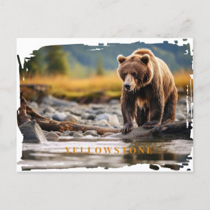 Yellowstone Grizzly Bär Postcard Postkarte