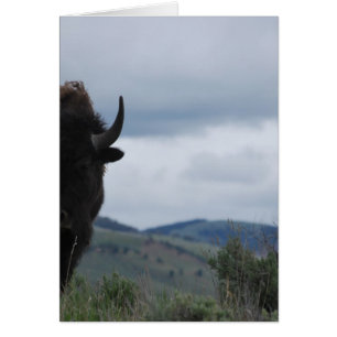 Yellowstone Guardian