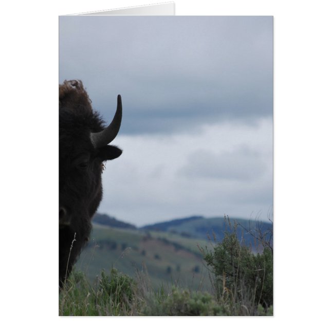 Yellowstone Guardian (Vorne)