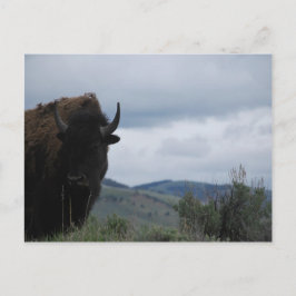 Yellowstone Guardian Postkarte