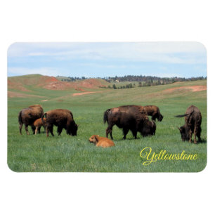 Yellowstone Magnet