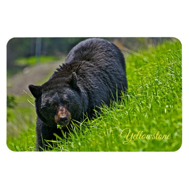 Yellowstone Magnet-Black Bär Magnet (Horizontal)