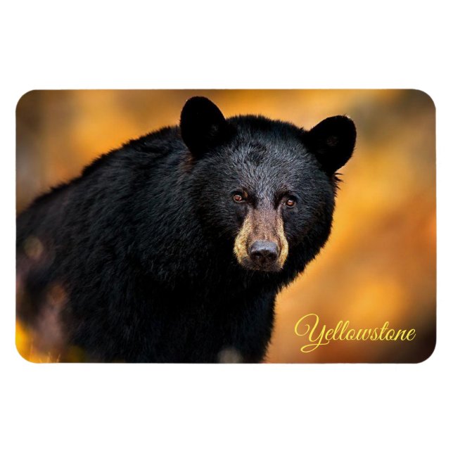 Yellowstone Magnet-Black Bär Magnet (Horizontal)