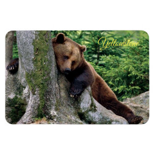 Yellowstone Magnet-Brown Bear Magnet
