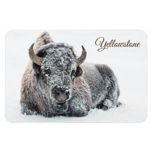 Yellowstone Magnet-Buffalo Magnet