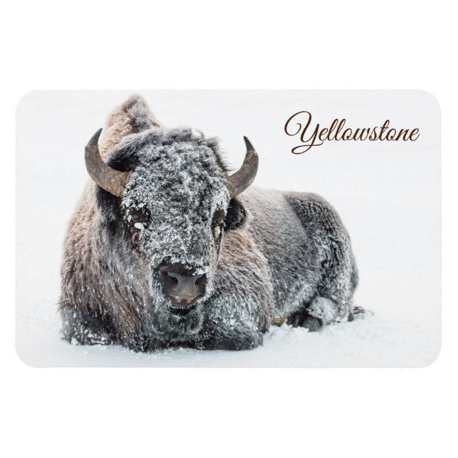 Yellowstone Magnet-Buffalo Magnet (Horizontal)