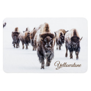 Yellowstone Magnet-Buffalo Magnet