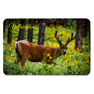 Yellowstone Magnet-Deer Magnet