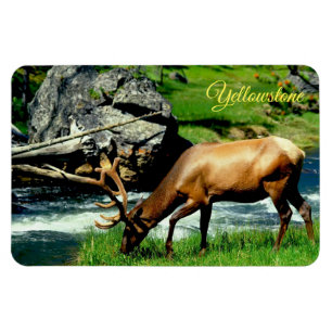 Yellowstone Magnet-Elk Magnet