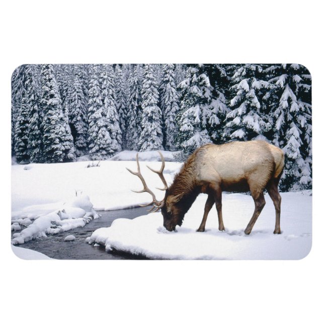 Yellowstone Magnet-Elk Magnet (Horizontal)