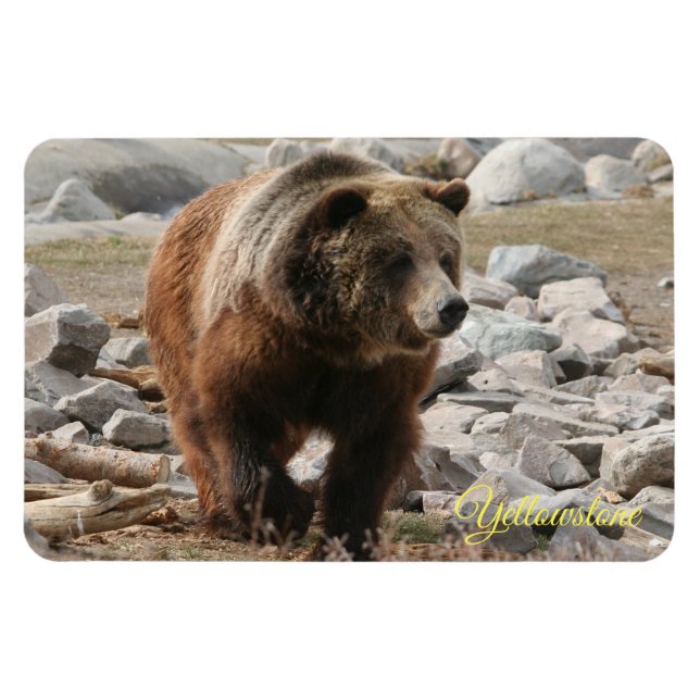 Yellowstone Magnet-Grizzly-Bär Magnet (Horizontal)