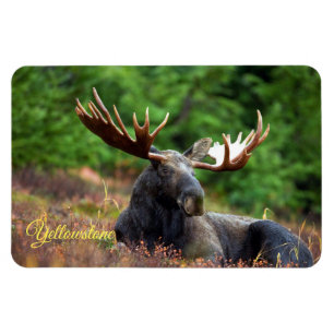 Yellowstone Magnet-Moose Magnet