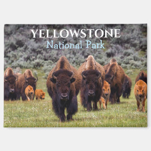 Yellowstone Magnet Nationalpark Bison Büffel
