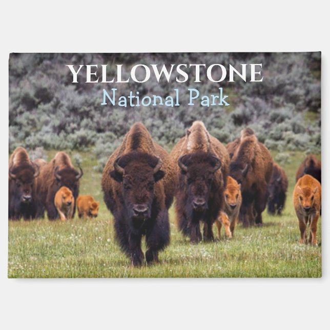 Yellowstone Magnet Nationalpark Bison Büffel (Vorderseite)