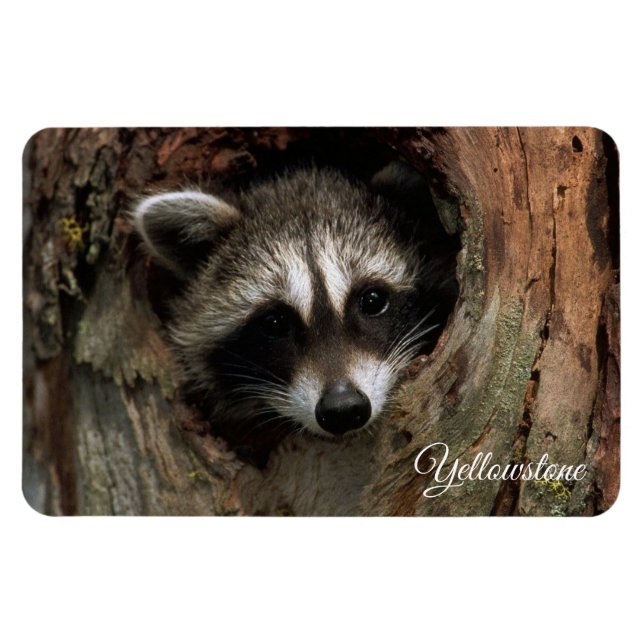 Yellowstone Magnet-Raccoon Magnet (Horizontal)