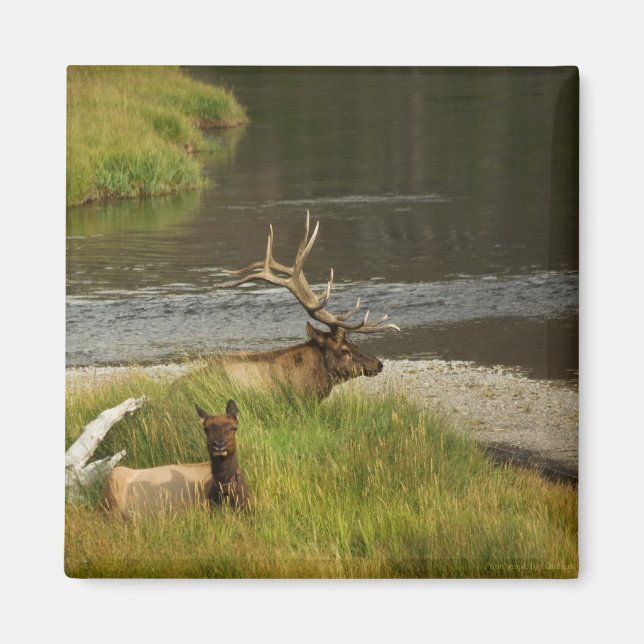 Yellowstone Mates Magnet (Vorne)