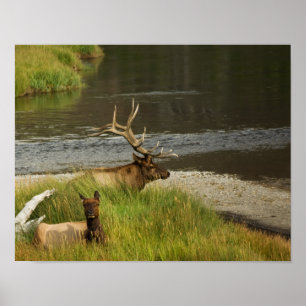Yellowstone Mates Print Poster