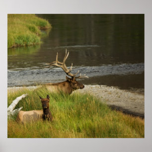 Yellowstone Mütter drucken Poster