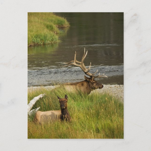 Yellowstone Mütter Postkarte (Vorderseite)