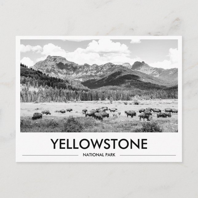 Yellowstone National Park Bison Schwarz & Weiß Postkarte (Vorderseite)