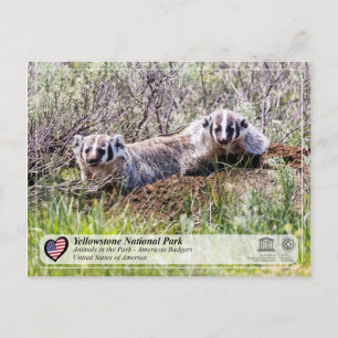Yellowstone Nationalpark - American Badger Postkarte
