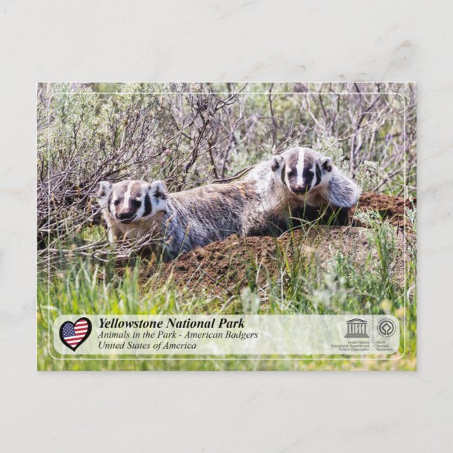 Yellowstone Nationalpark - American Badger Postkarte (Vorderseite)