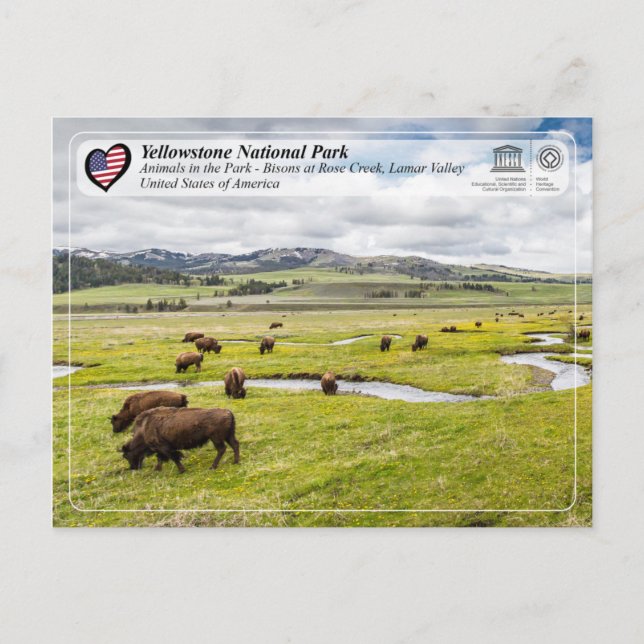 Yellowstone Nationalpark - American Bison Postkarte (Vorderseite)