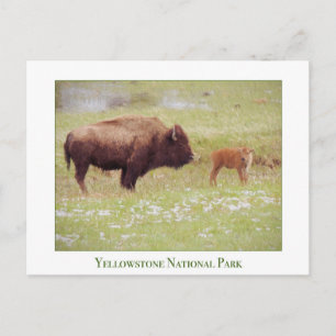Yellowstone Nationalpark - Bison and Calf Postkarte