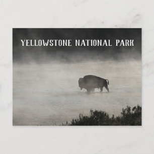 Yellowstone Nationalpark, Bison in Lake, Wyoming Postkarte