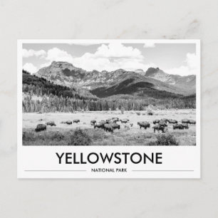 Yellowstone-Nationalpark Bison Schwarz & Weiß Postkarte