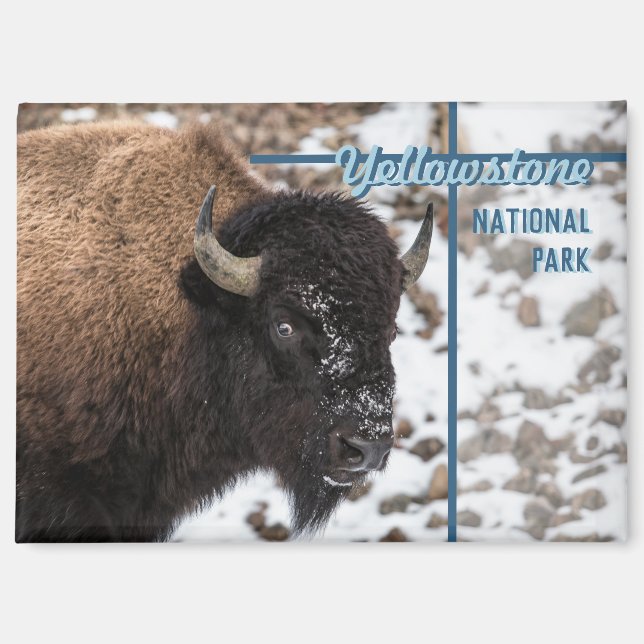 Yellowstone Nationalpark Bison Souvenir Geschenk Magnet (Vorderseite)