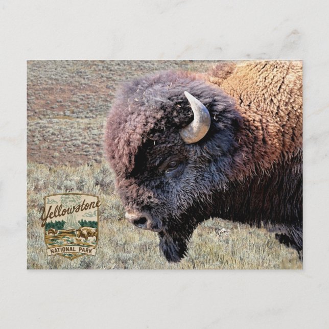 Yellowstone-Nationalpark-Bisons Postkarte (Vorderseite)
