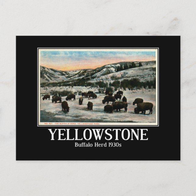 Yellowstone Nationalpark, Buffalo Herd der 30er Ja Postkarte (Vorderseite)