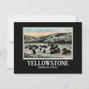 Yellowstone-Nationalpark, Büffelherde 1930er Jahre Postkarte