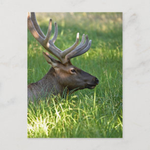Yellowstone Nationalpark, Elch Postkarte
