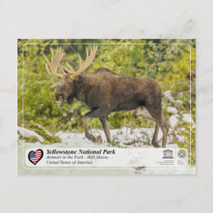 Yellowstone Nationalpark - Elch Postkarte