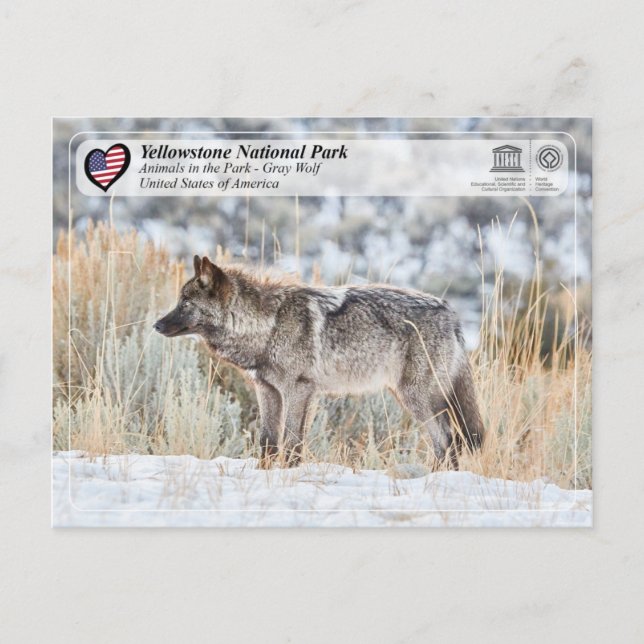 Yellowstone Nationalpark - Grauer Wolf Postkarte (Vorderseite)