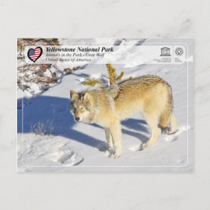 Yellowstone Nationalpark - Grauer Wolf Postkarte