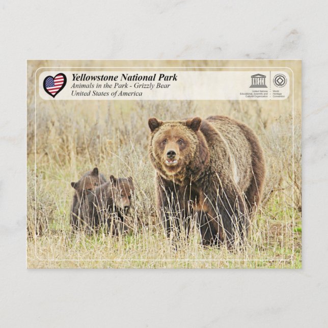 Yellowstone Nationalpark - Grizzly Bear Postkarte (Vorderseite)