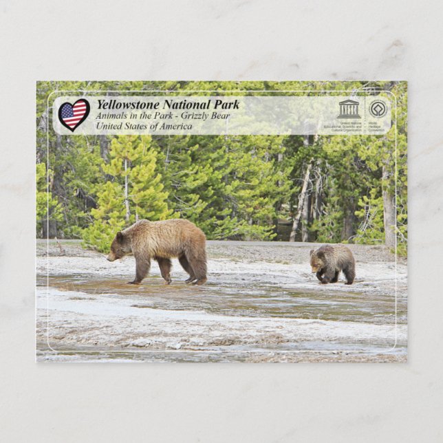 Yellowstone Nationalpark - Grizzly Bear Postkarte (Vorderseite)