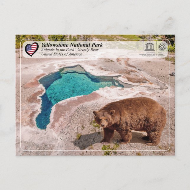 Yellowstone Nationalpark - Grizzly Bear Postkarte (Vorderseite)