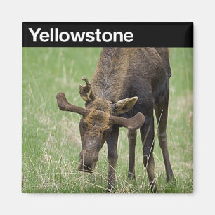 Yellowstone Nationalpark Magnet