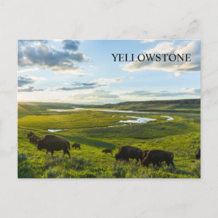 Yellowstone Nationalpark Postcard Postkarte
