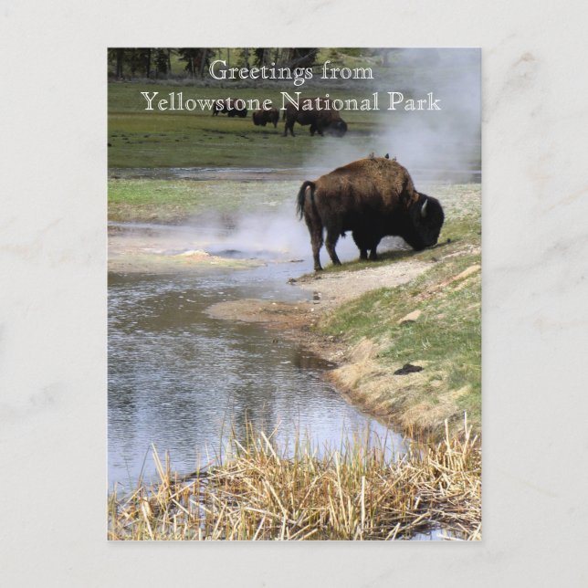 Yellowstone Nationalpark Postcard Postkarte (Vorderseite)
