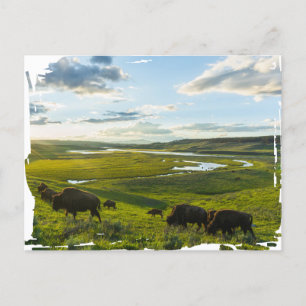 Yellowstone Nationalpark Postcard Postkarte