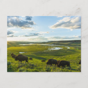 Yellowstone Nationalpark Postcard Postkarte