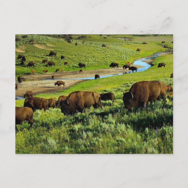 Yellowstone Nationalpark Postcard Postkarte (Vorderseite)