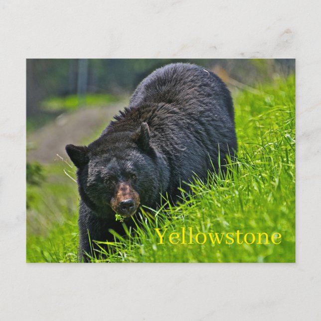 Yellowstone Nationalpark Postcard Postkarte (Vorderseite)