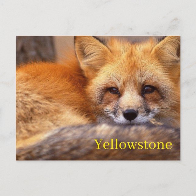 Yellowstone Nationalpark Postcard Postkarte (Vorderseite)
