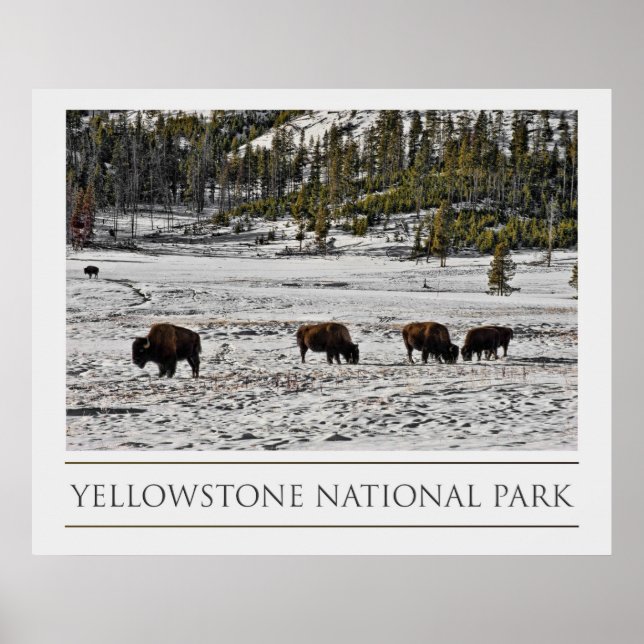 Yellowstone-Nationalpark Poster (Vorne)